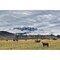 Posterazzi Livingstone Range And Pastureland Along The Oldman River Near Maycroft Alberta. Poster Print